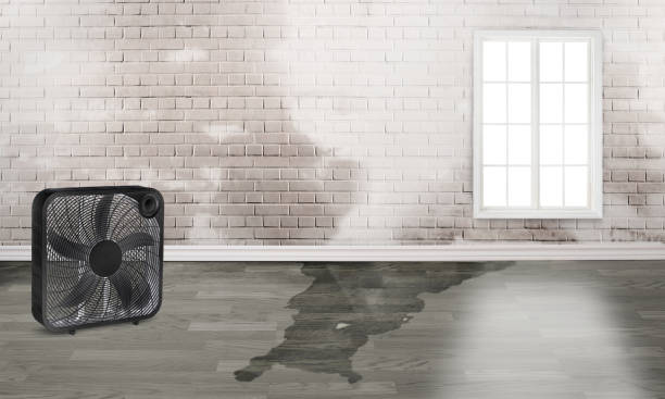Best Flood restoration services  in Stedman, NC